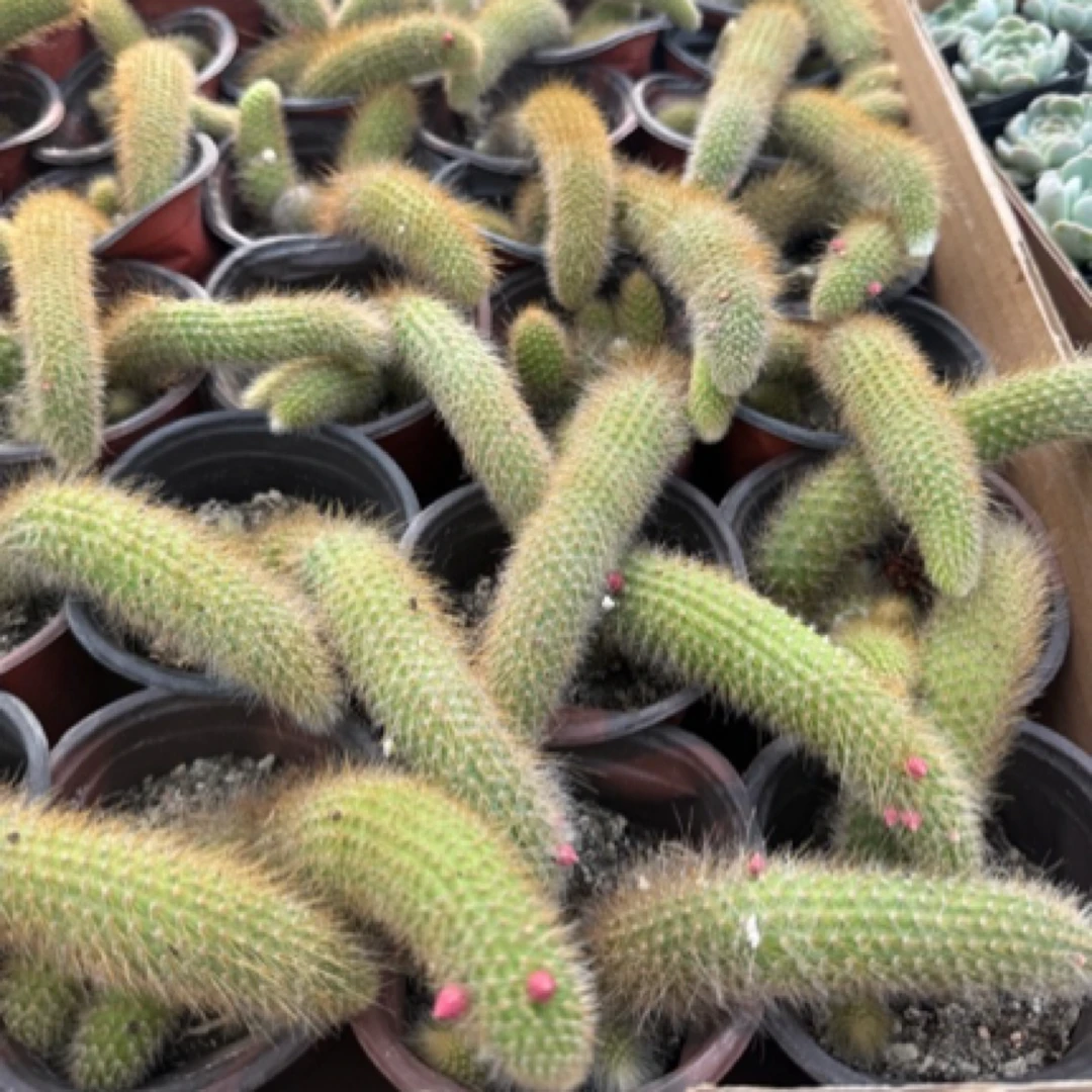【满9.9包邮】九尾狐大群8cm盆多肉植物以直播间展示为主
