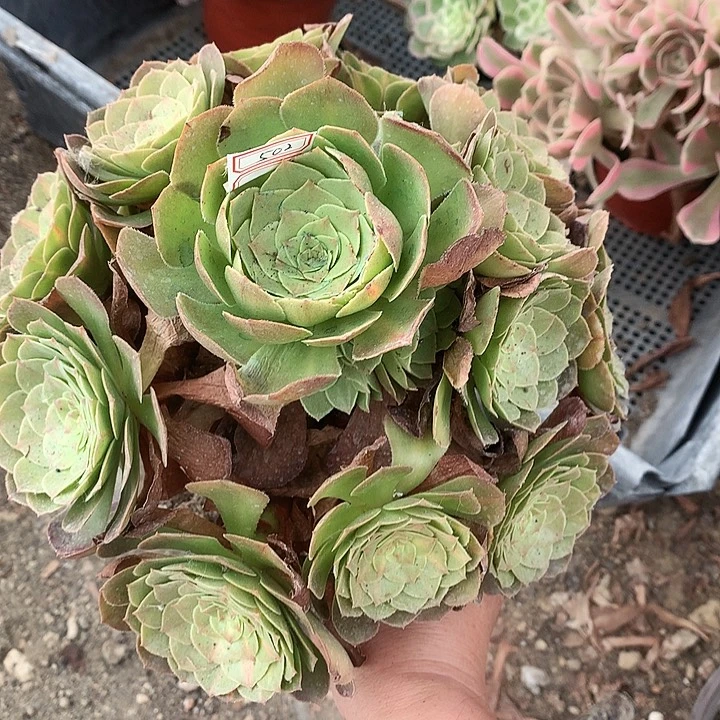 502抹茶多肉植物