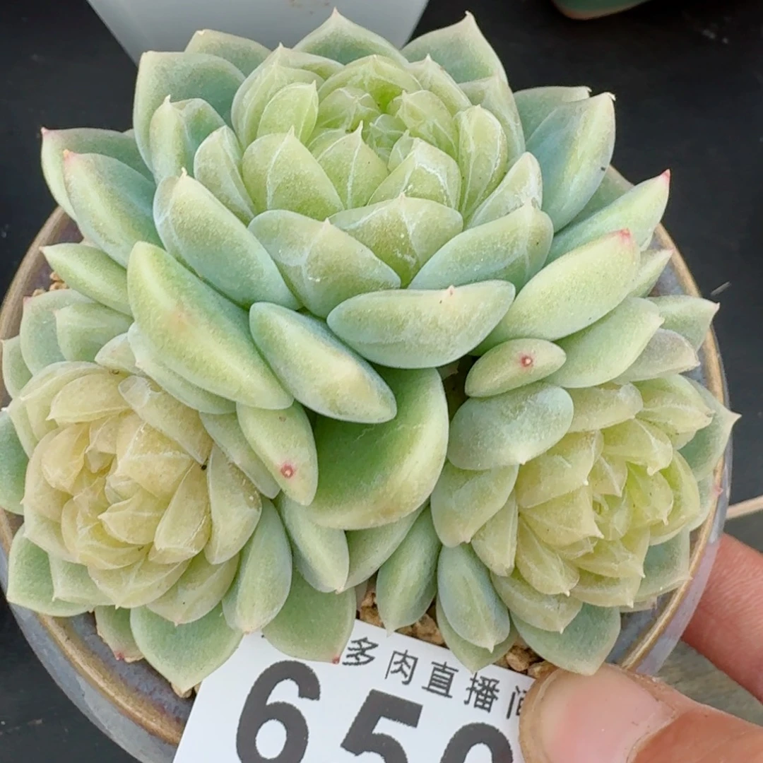 母本泼天富贵           精美多肉