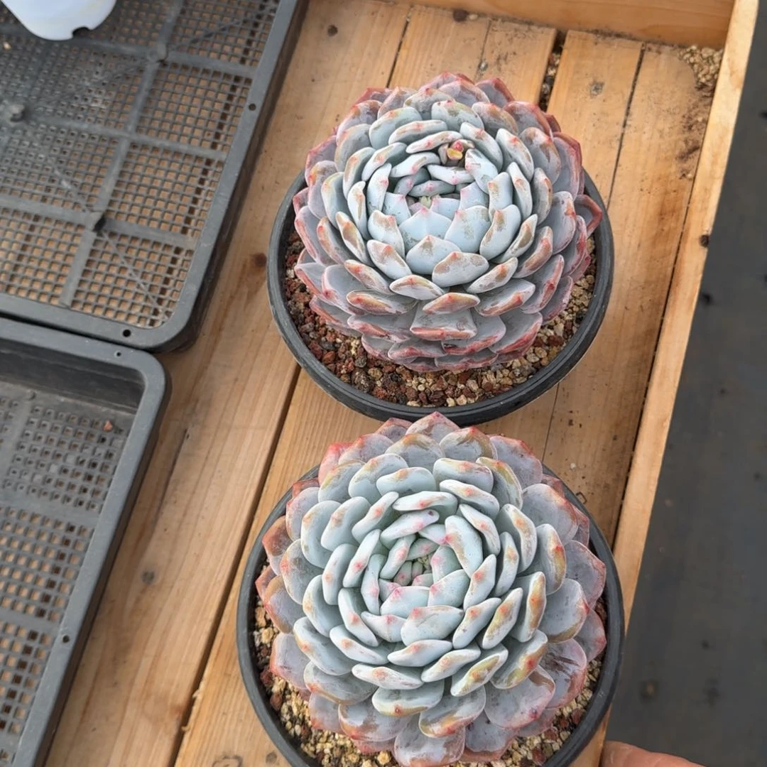 2颗一起一物一拍的