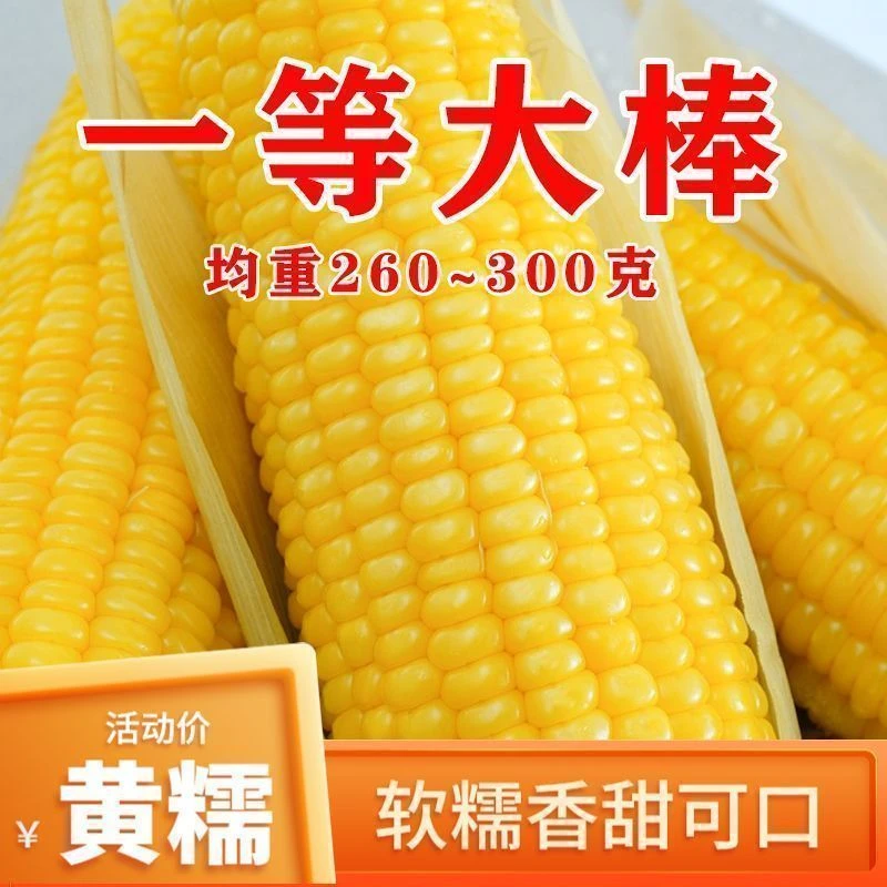{春秋高产粘掉牙黄糯玉米种子/香甜粘糯黄玉米种籽四季播种高