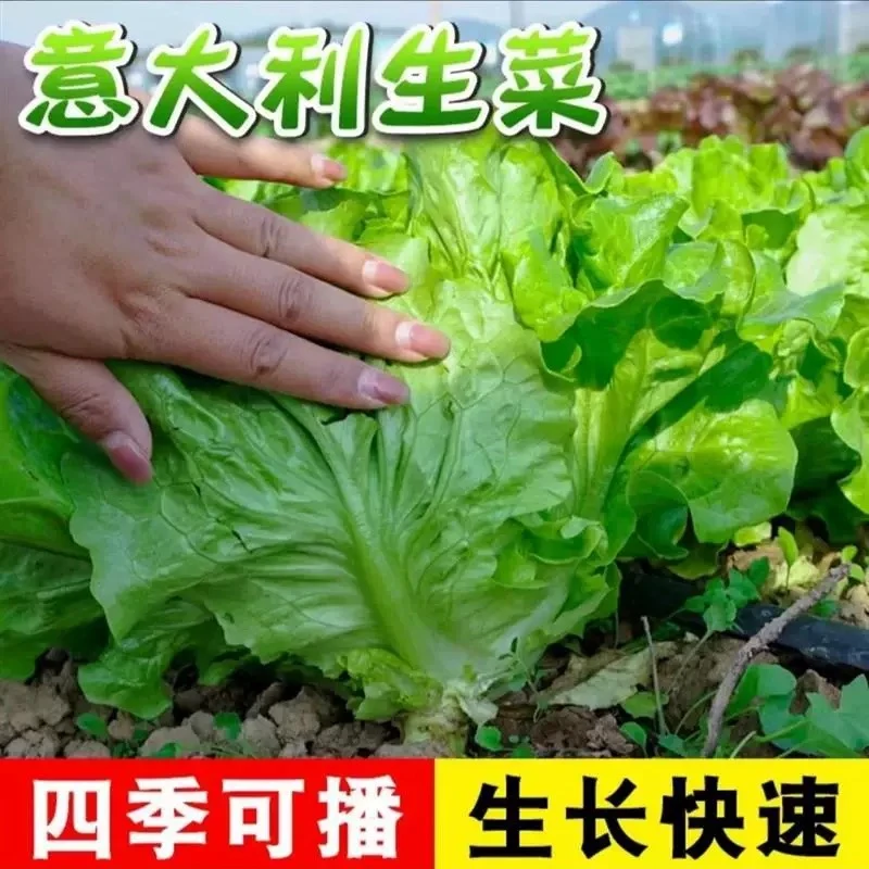意大利生菜耐热耐寒耐抽薹蔬菜种子阳台庭院蔬菜种子