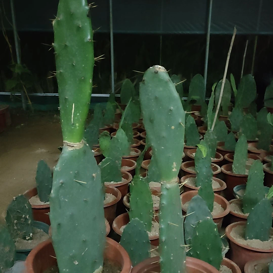 俊***黄大刺仙人掌两颗