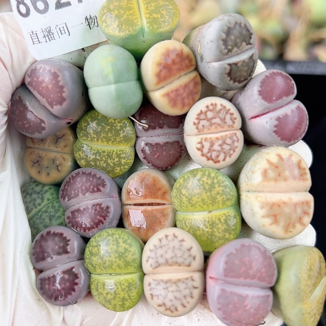 8627 好养易活生石花大母本20个