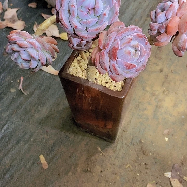 不****星影多肉植物老桩