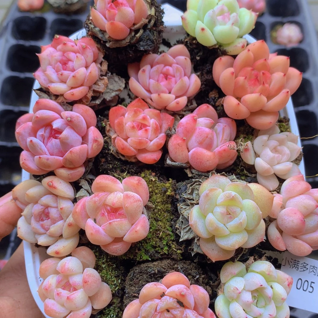 我要去看你的演唱005