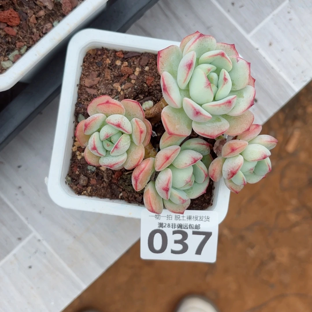 香草老桩无盆土发货