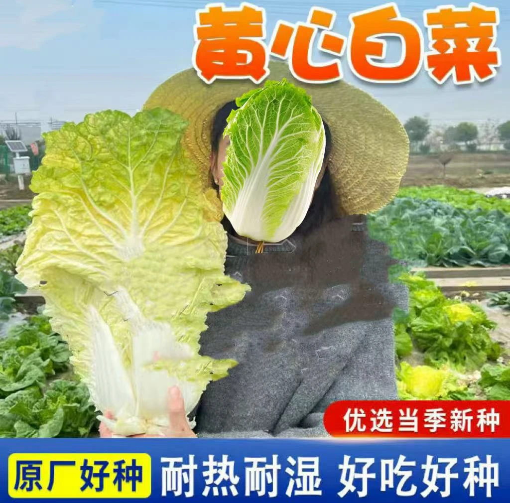 黄心大白菜种子  北京小杂早熟包心大白菜种子春秋播种高产