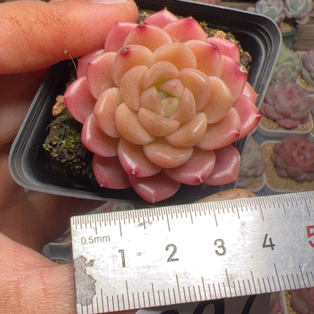 l****猫007 多肉植物组合盆栽