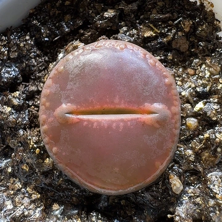 生石花11111。  159
