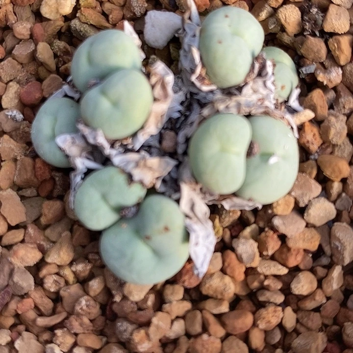 1838大型嘟嘴一群。