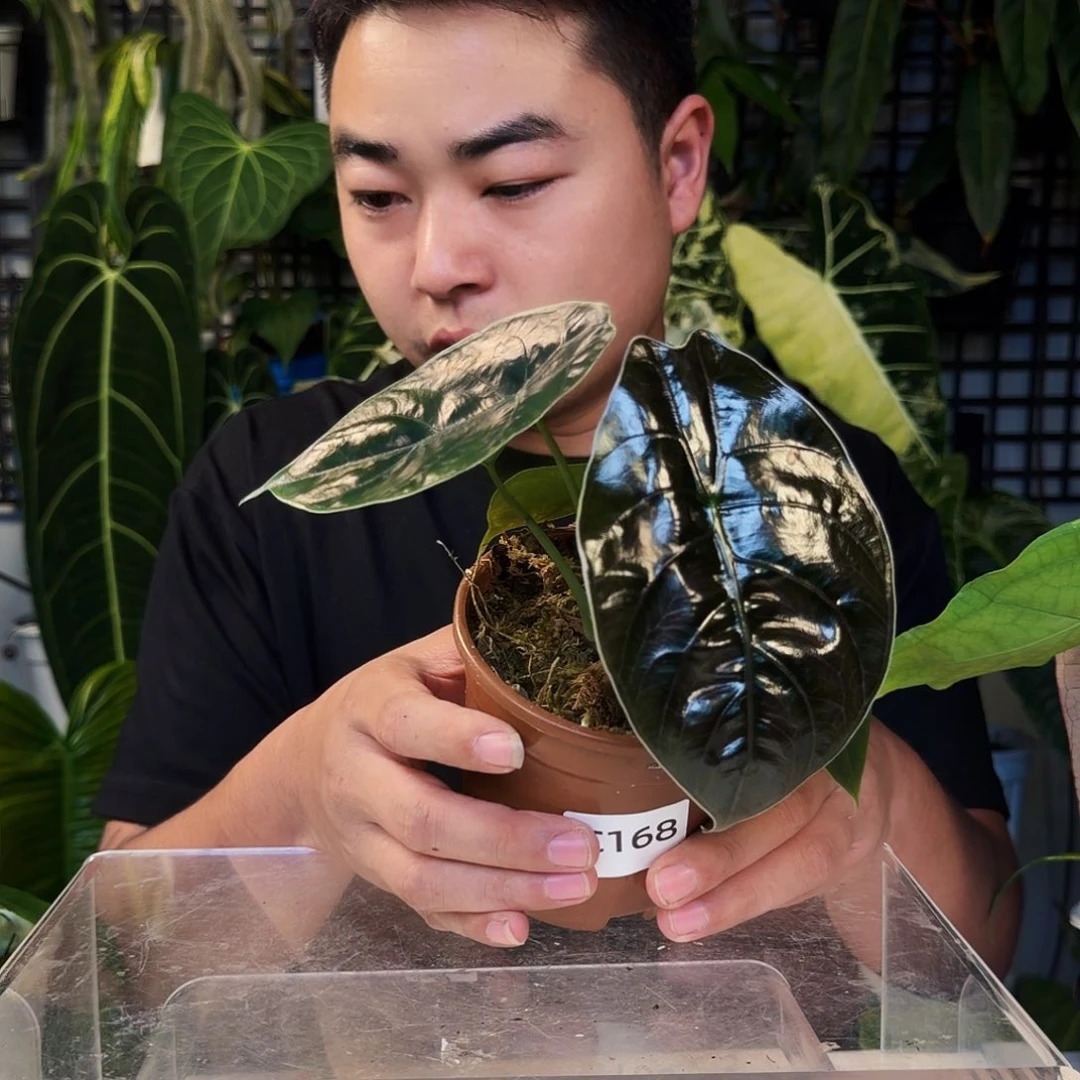 采***爷完全开放C168阿兹兰海芋