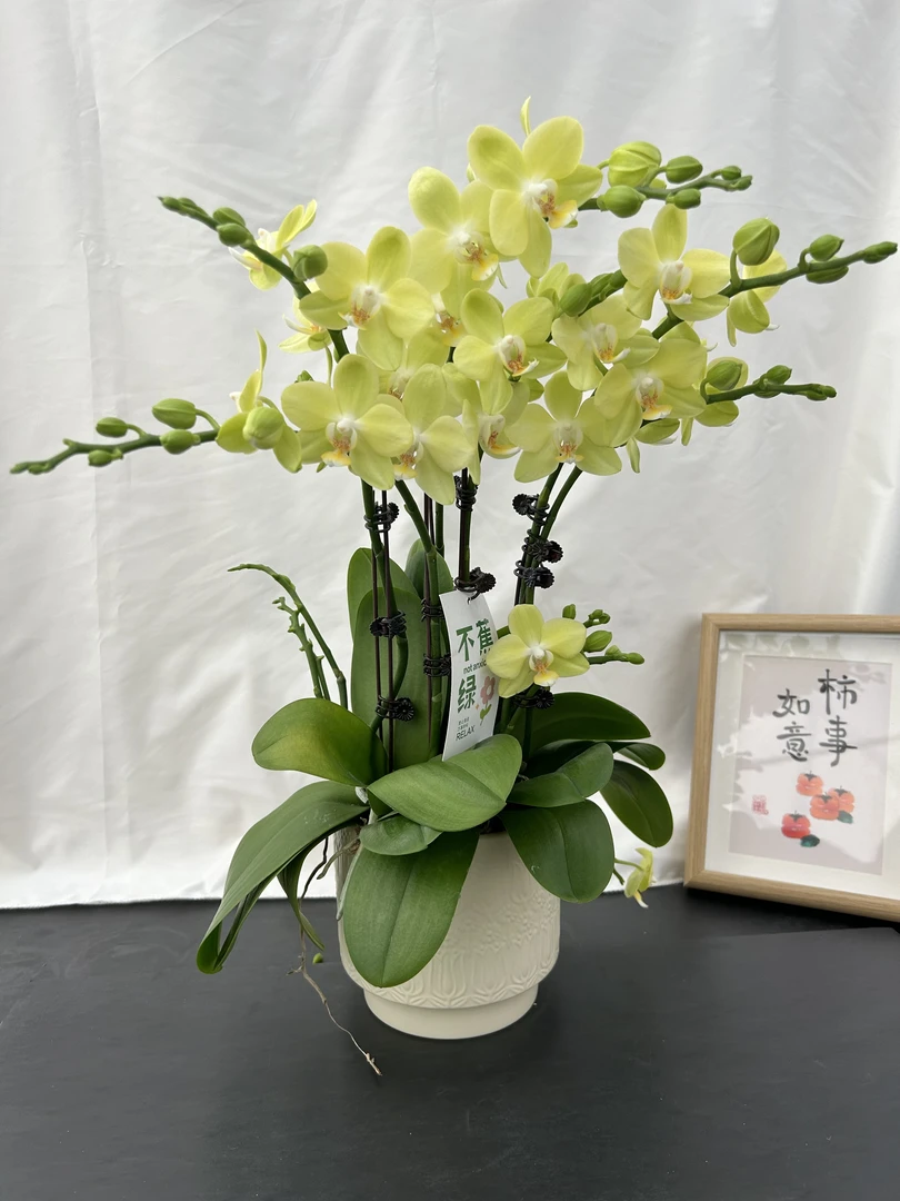 蝴蝶蘭《台大微笑》独有蜡质花花  正绿色系 好养耐开