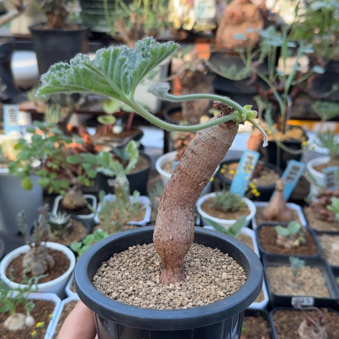 罗巴塔洋葵144 仙人球