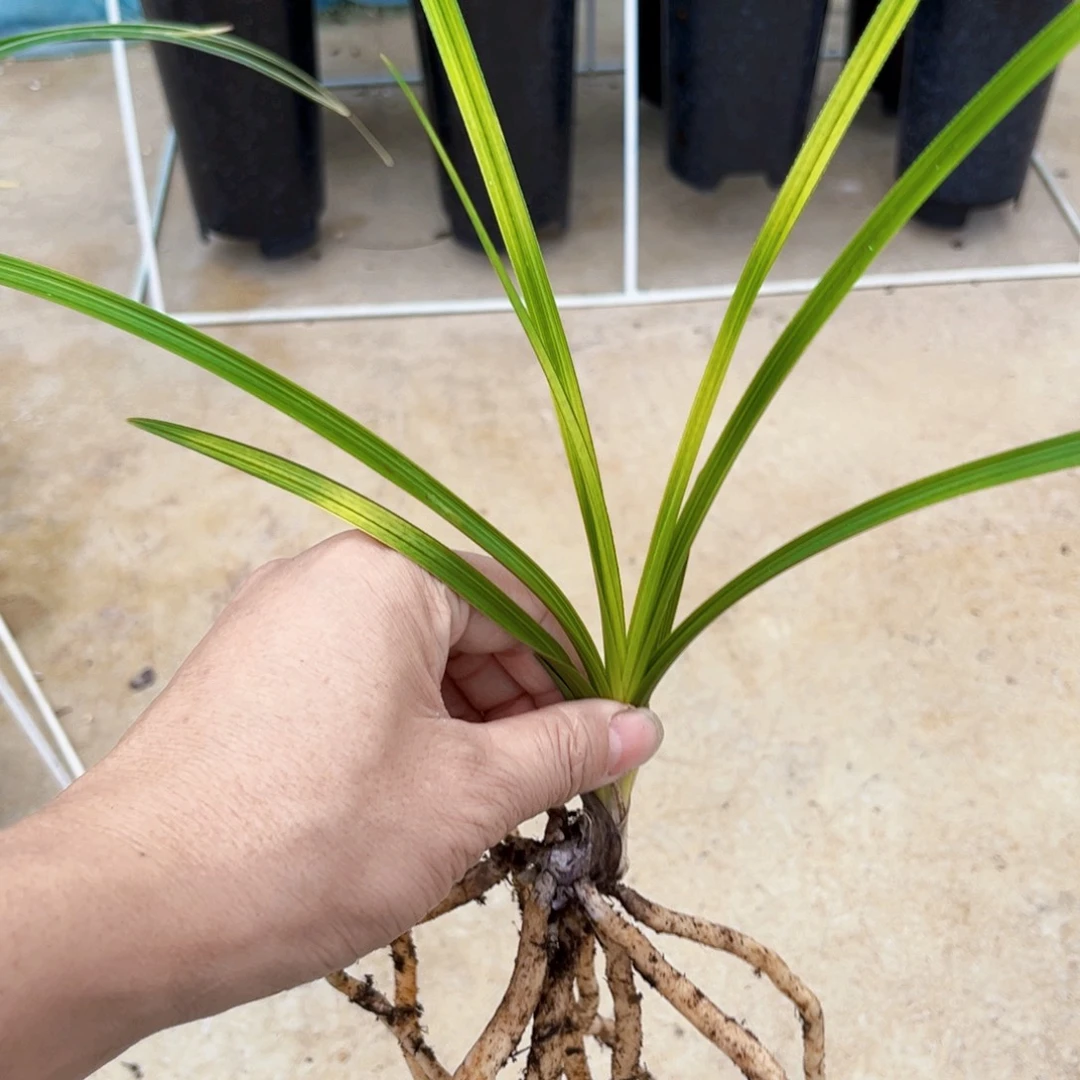 完全开放蕙兰变形中透盆栽花卉