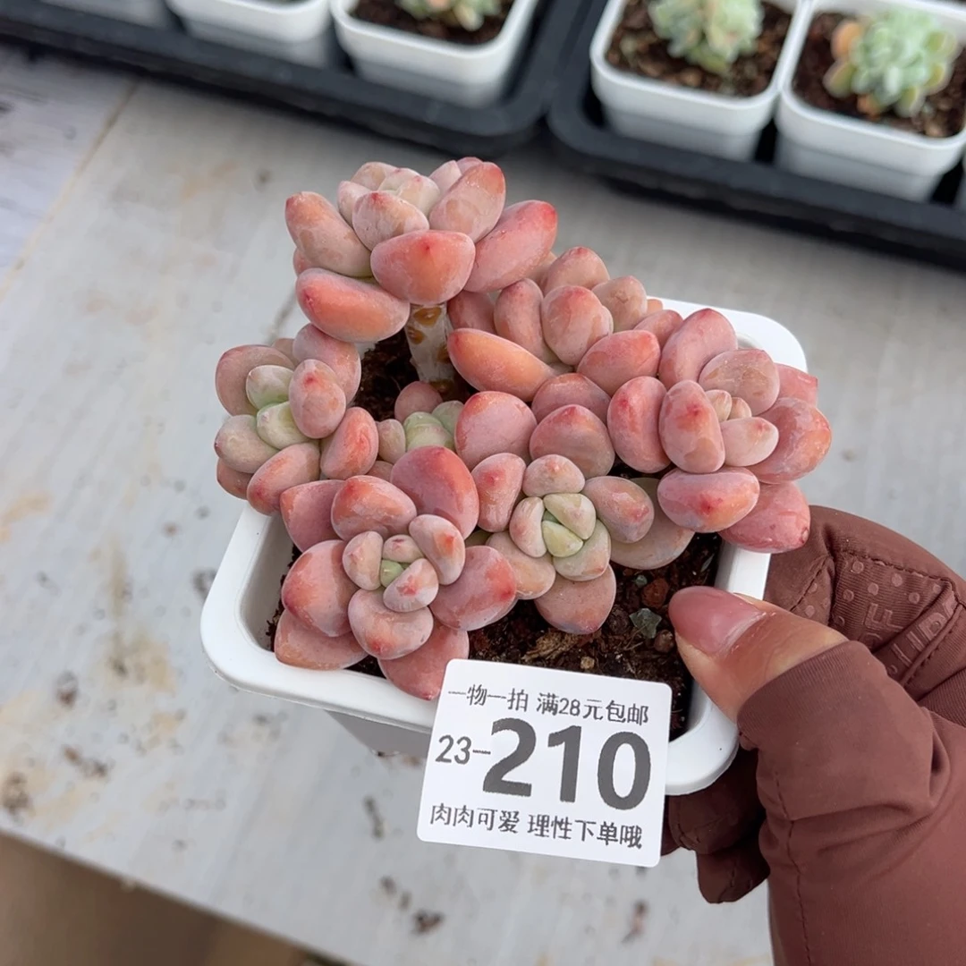 落*.红洛神多肉多肉多肉多肉