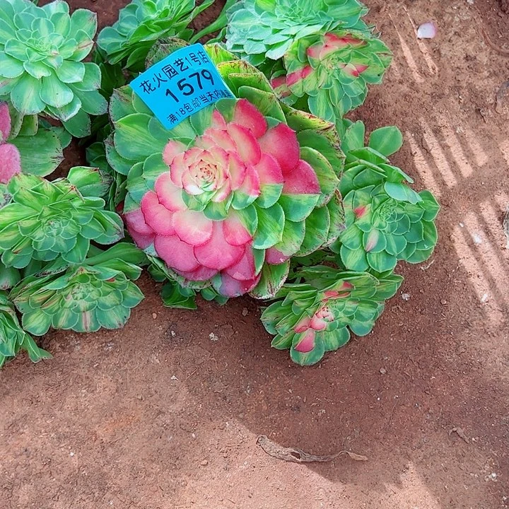 知否1579多肉植物大战