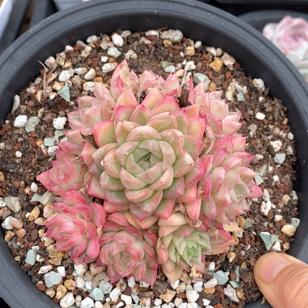 精品多肉一物一拍不包整116