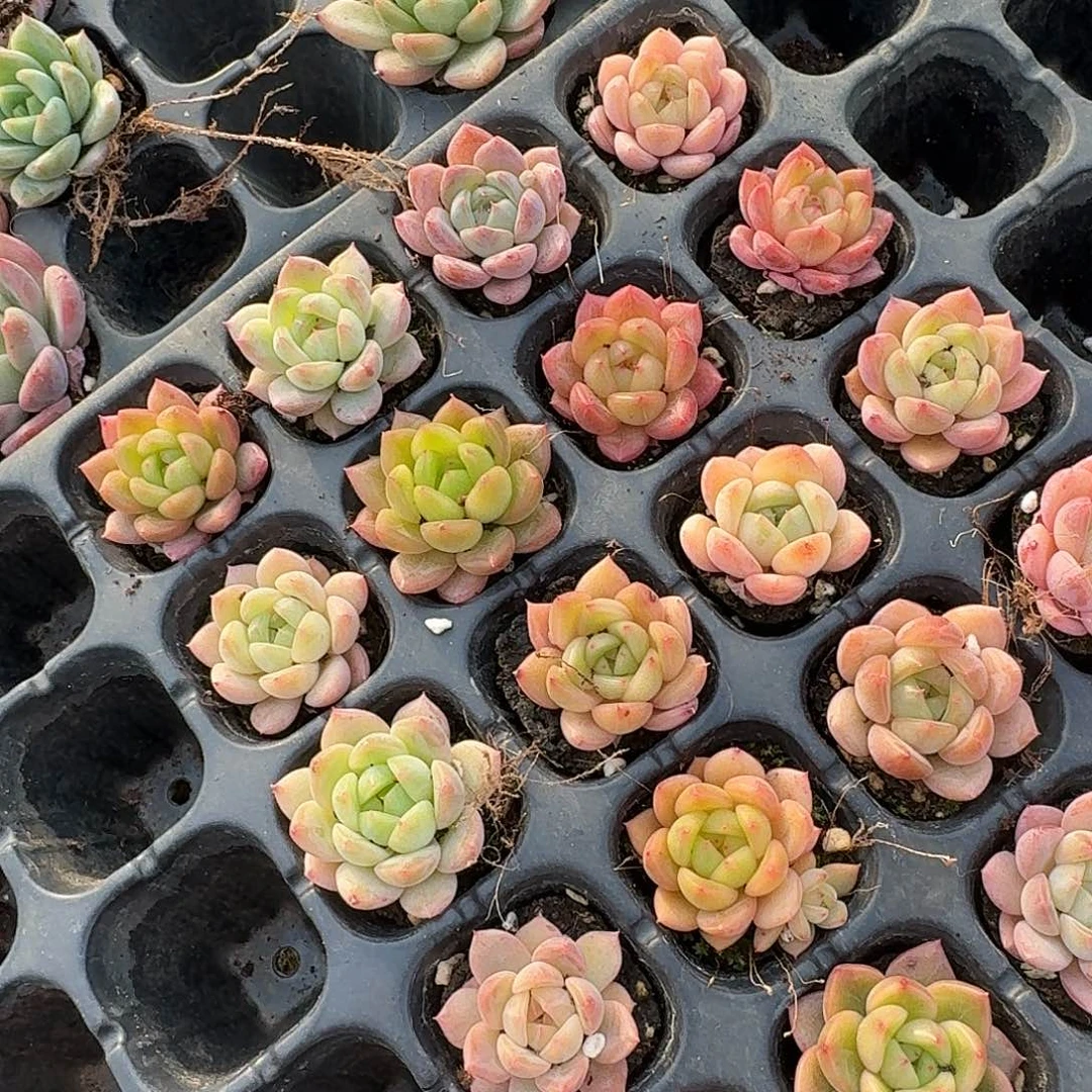 1-21侧门右四绿姬二十颗量拍