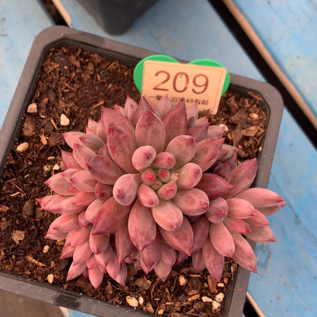 车厘子老桩开播福利