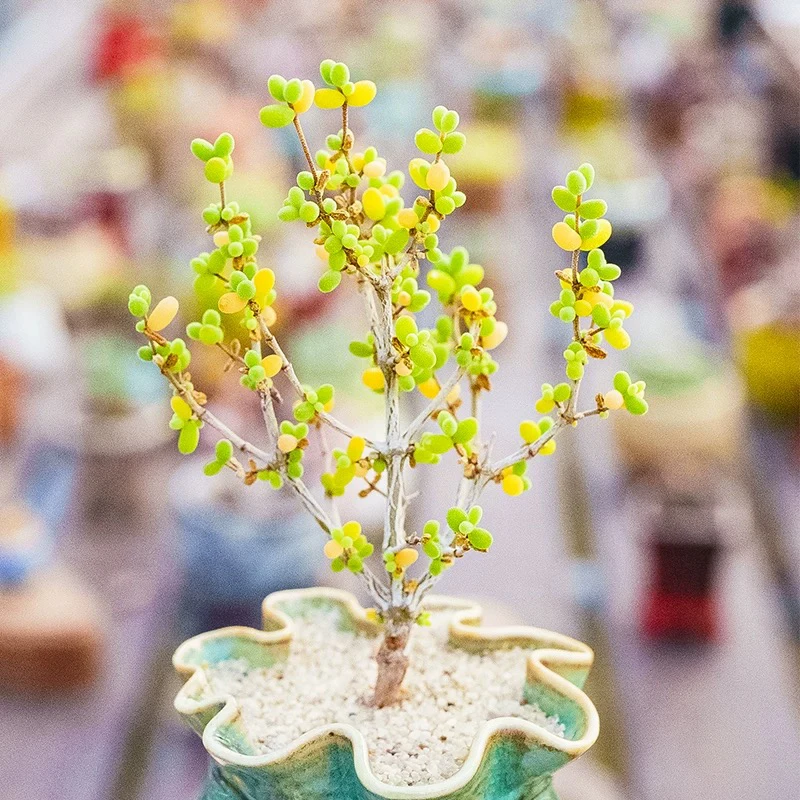 （店铺需要凑单）米粒枝干多肉5公分左右