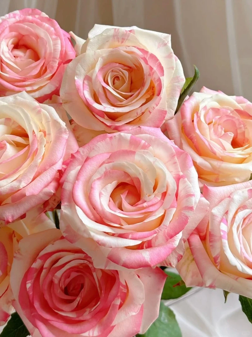 【花涧十顷】霓裳-单头玫瑰