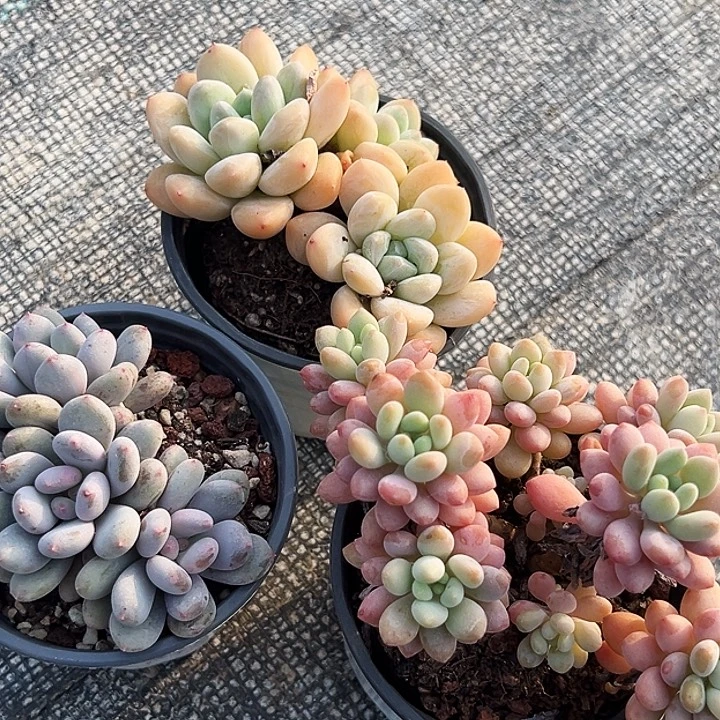 多头奶油美人，多头香香雪，泡泡酱