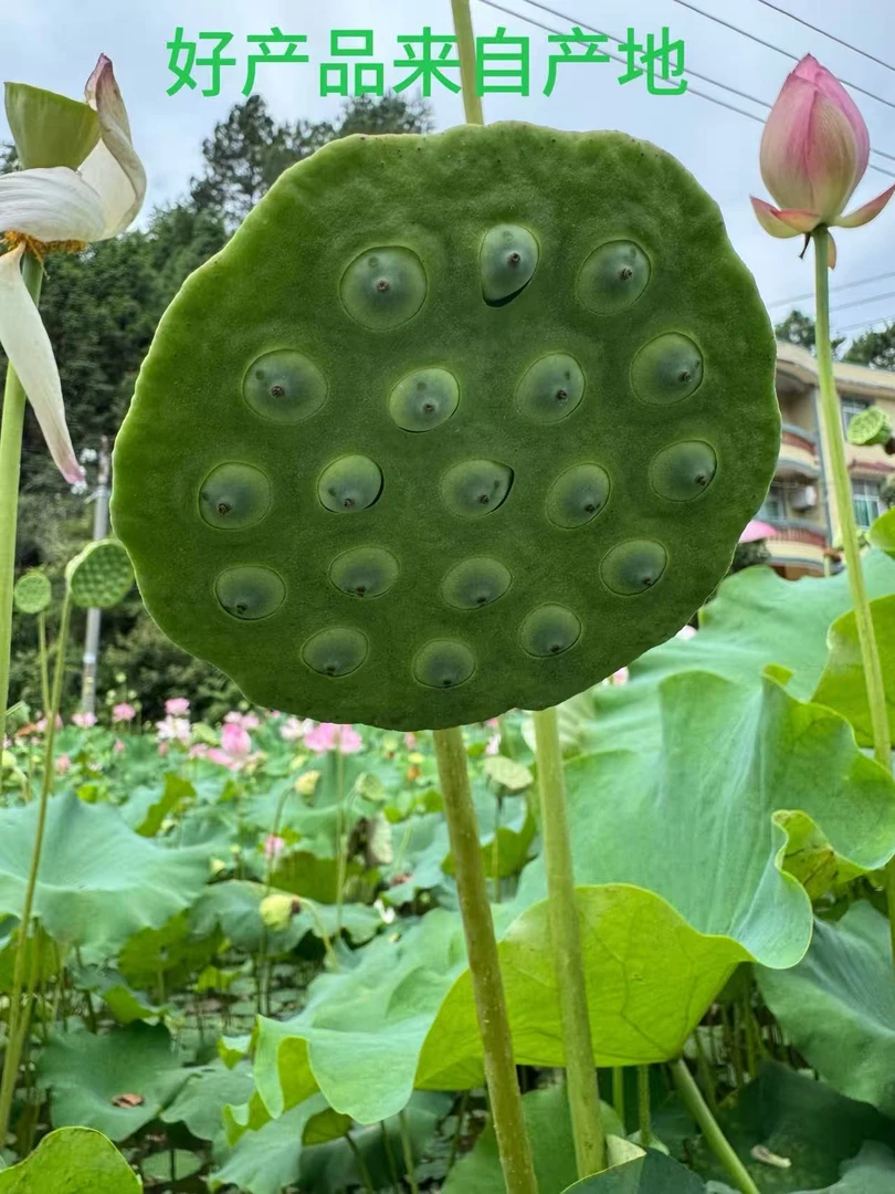 江西君埠新鲜莲子莲蓬现摘现发甜嫩莲子【君埠上固沙溪莲子之乡】