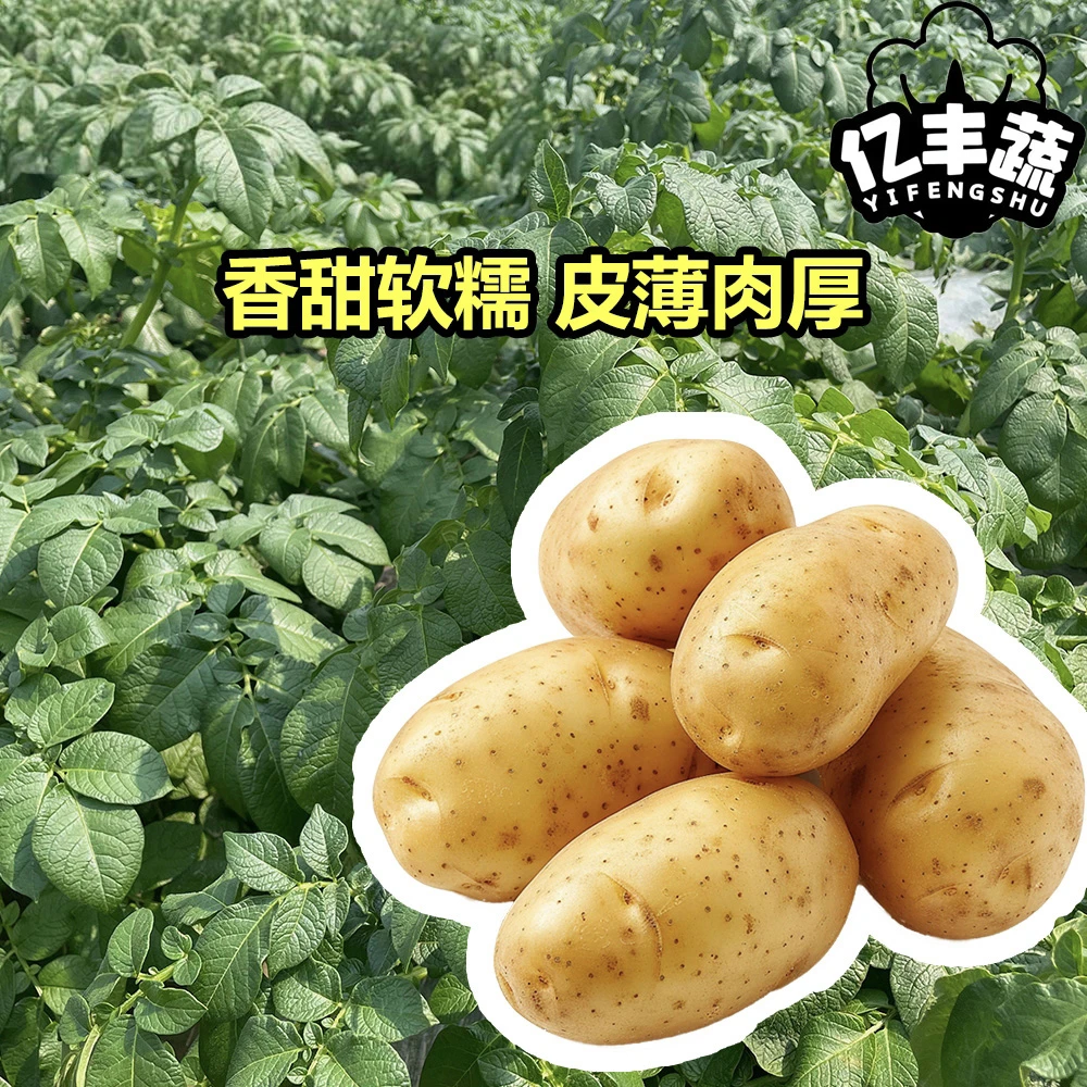农家自产自销黄心土豆  甘甜味浓 绵软柔滑 顺丰包邮