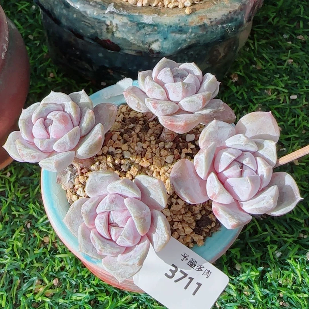 汉堡无砍，3711多肉植物