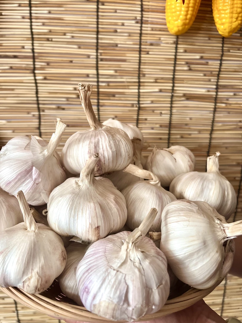 2025年农家种植干大蒜辛香提味蒜头