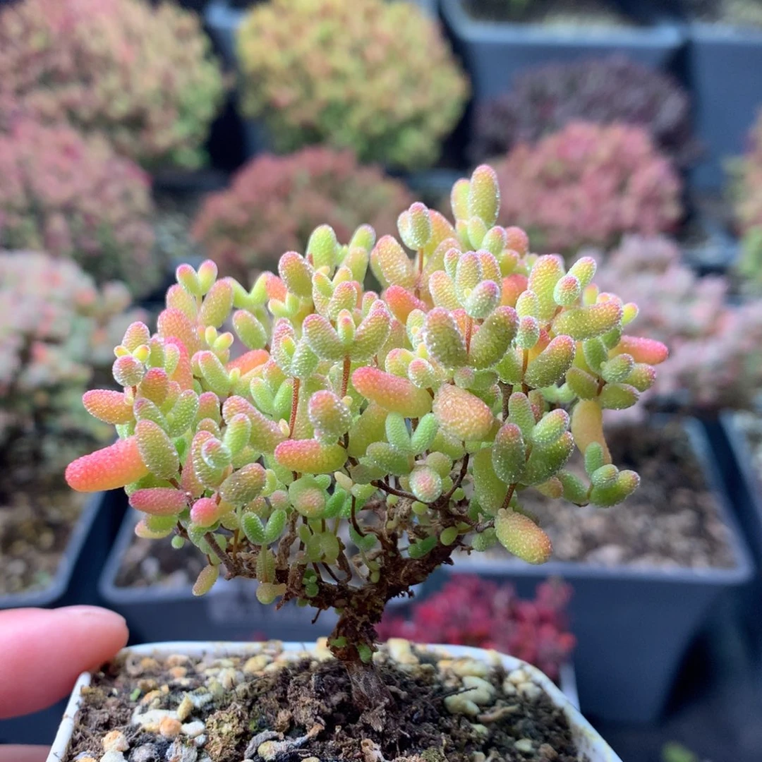 092蜜橘糖球 。