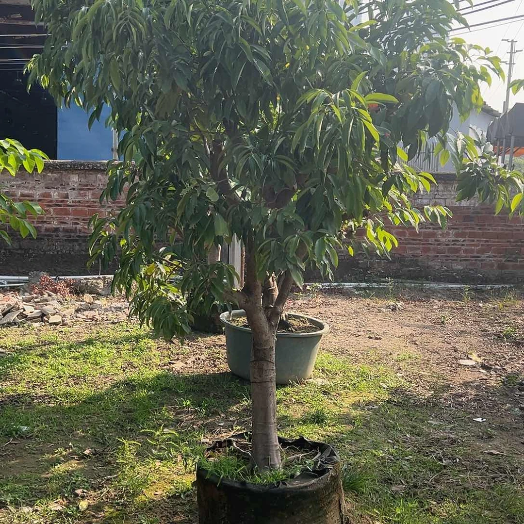 完全开放果树果树2222