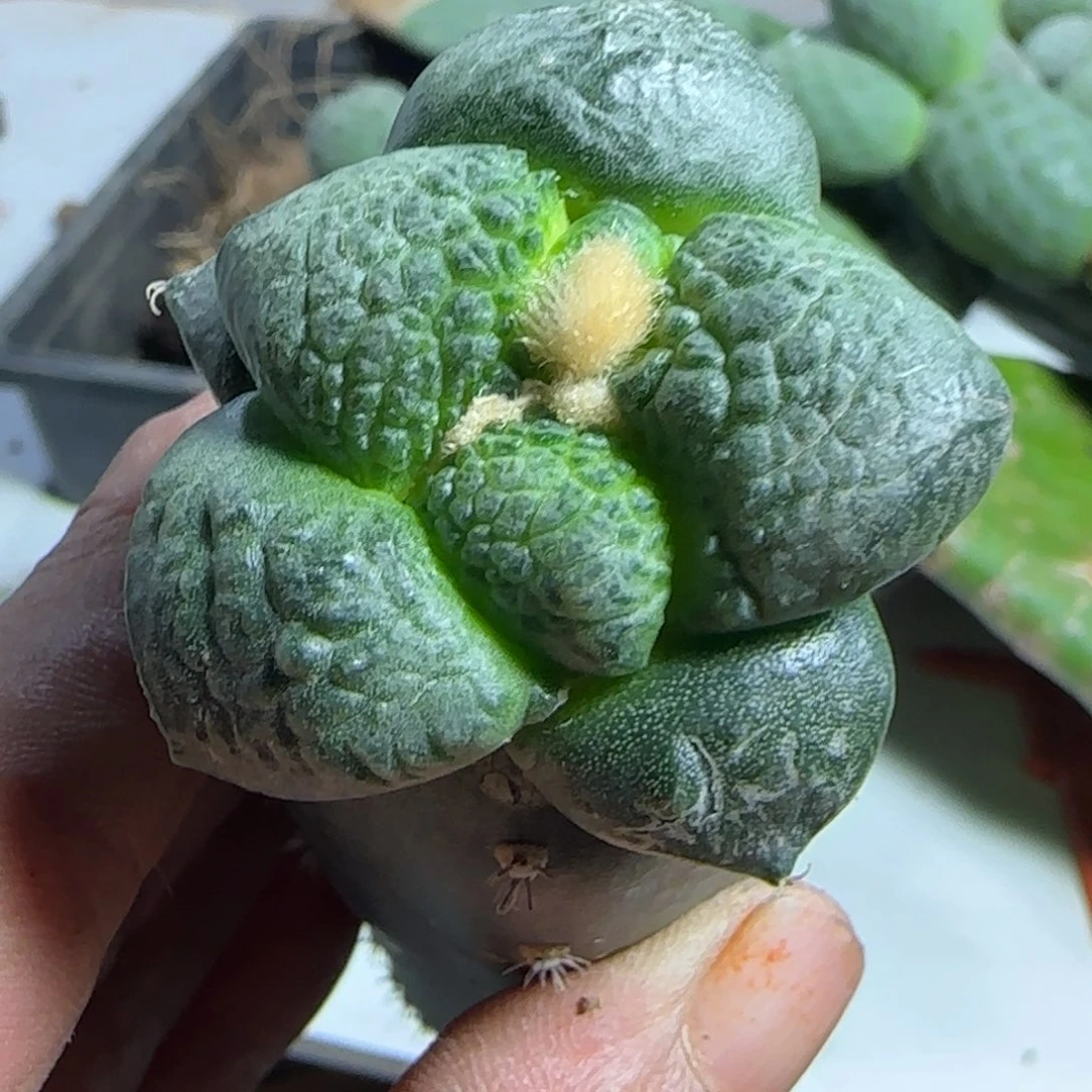 无花朵光面大尤连山846