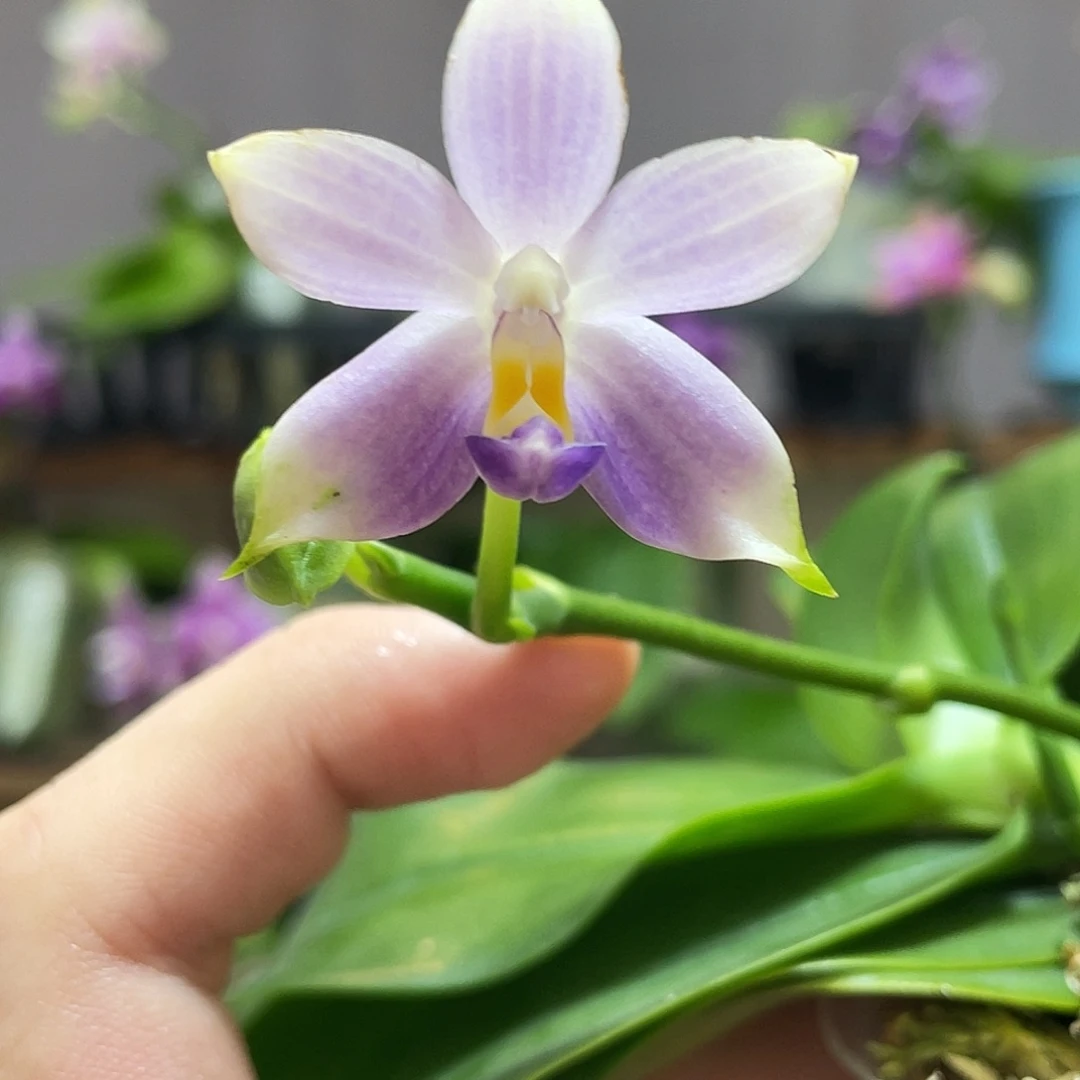 完全开放36叶瑕花期不保