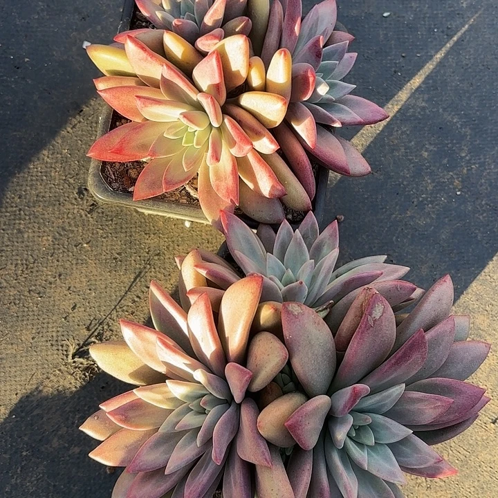 知音群生三头精品多肉