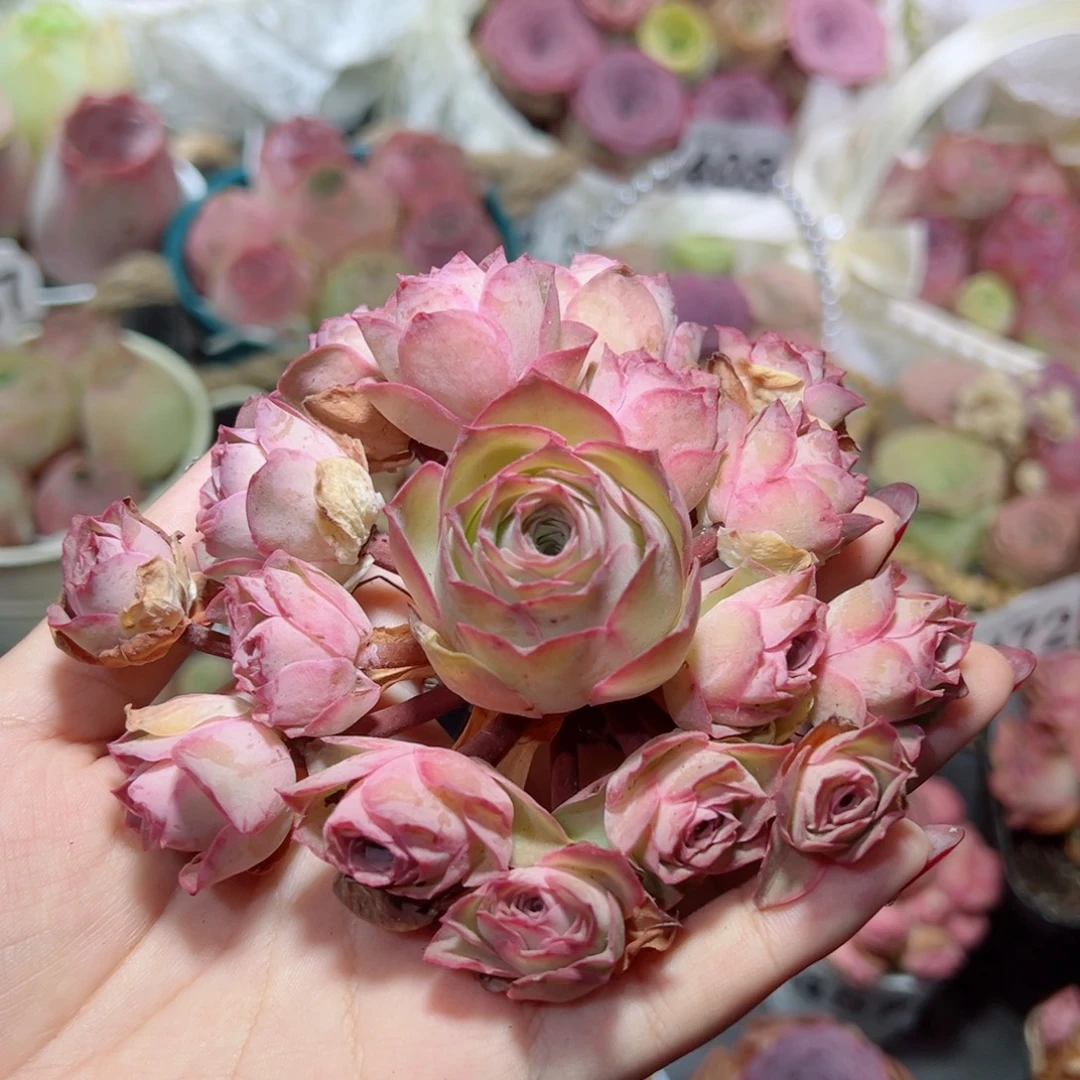 945粉色梦境飘枝手捧花。