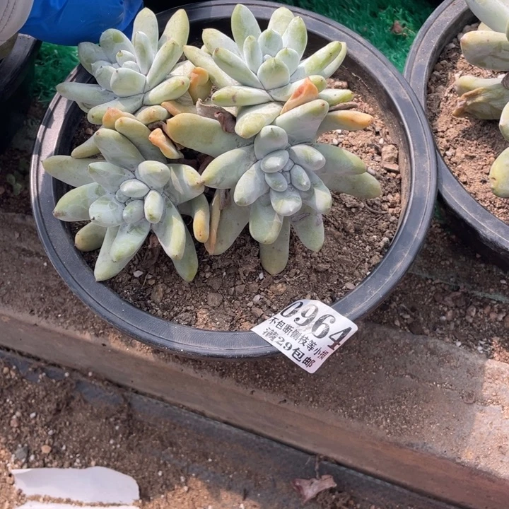 ****睦964号红拇指多肉植物