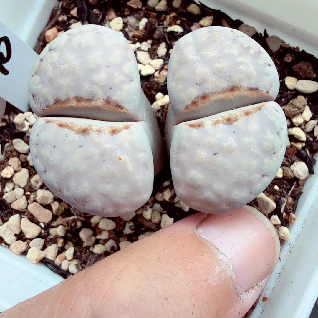 晴***璃好了就给人家钱你211