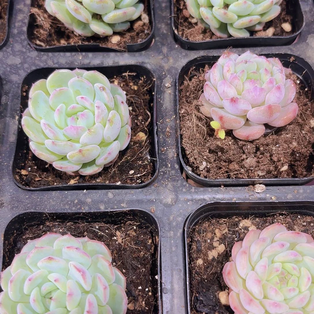 精品白胖子多肉植物