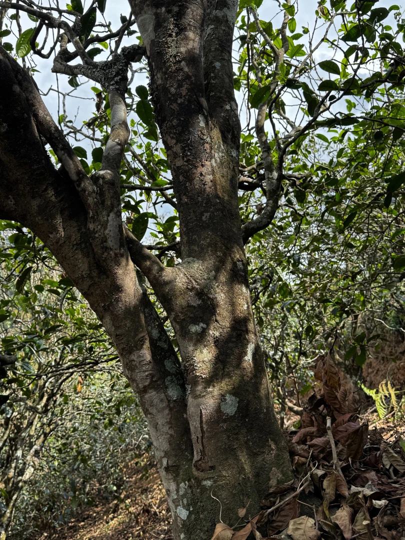 曼岗晒红   云南普洱茶普洱生茶生茶