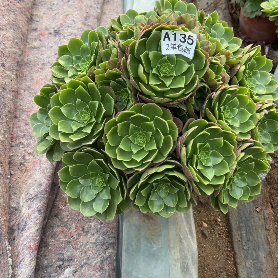 135多肉   圣罗兰不包断头