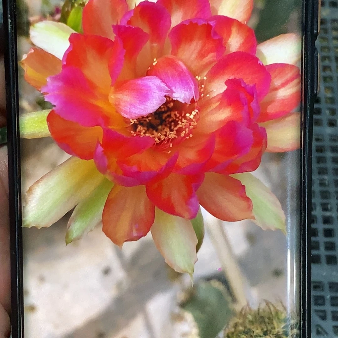 丽 汤姆侧芽歪20包邮/4公分