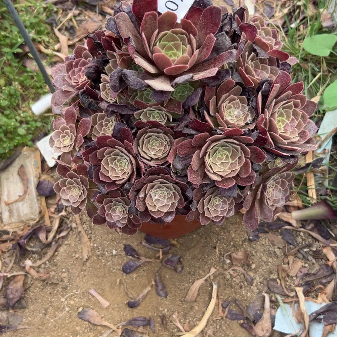 798多肉   荷兰玫瑰