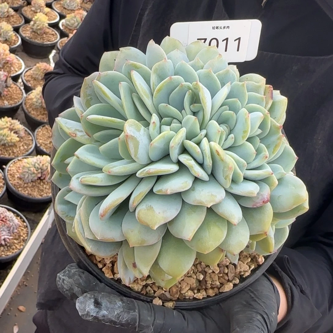 7011。      凤橙朵朵缀多肉