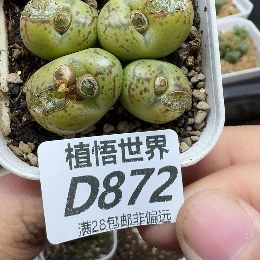 多肉植物的润泽fbb