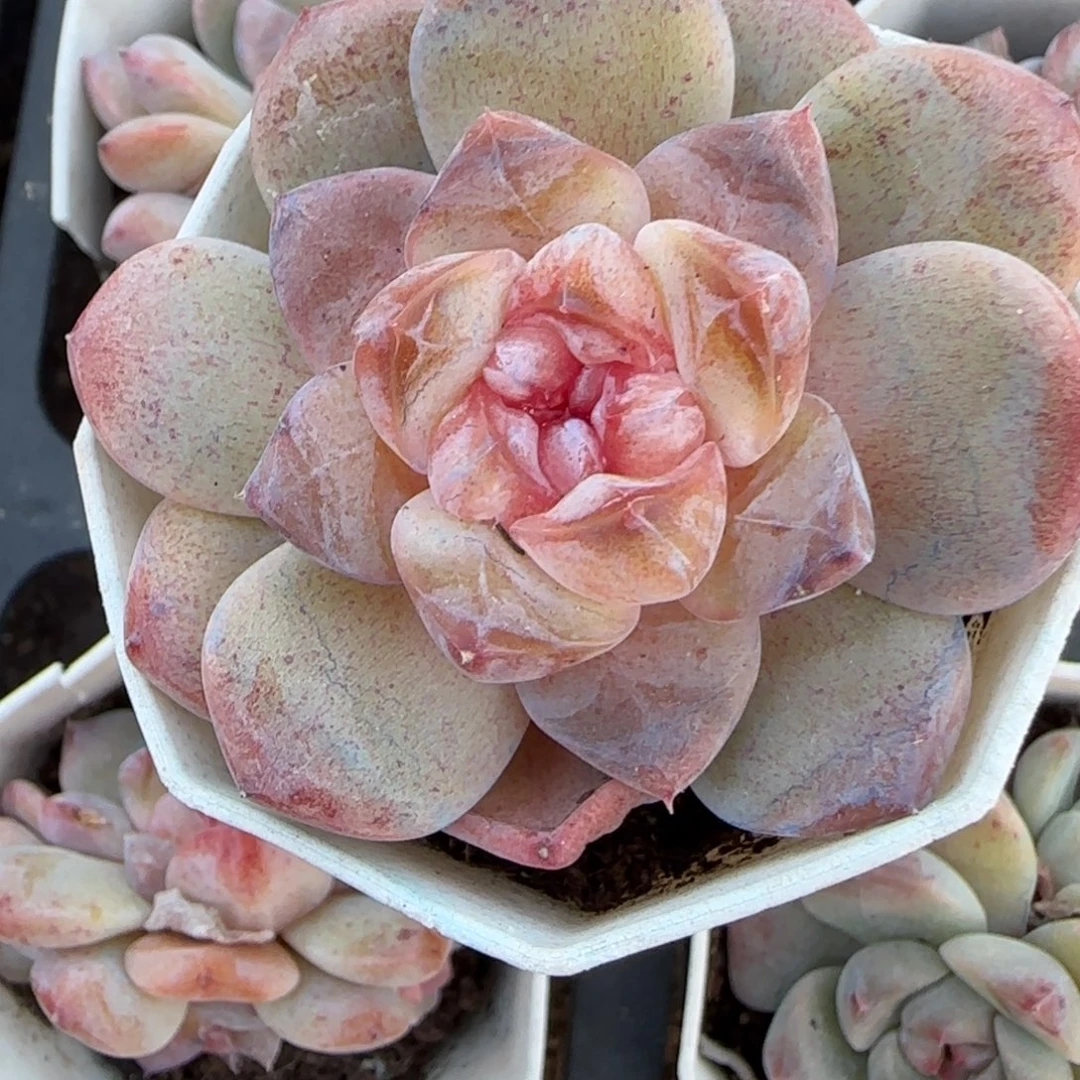 小卡拉米糖心一物一拍