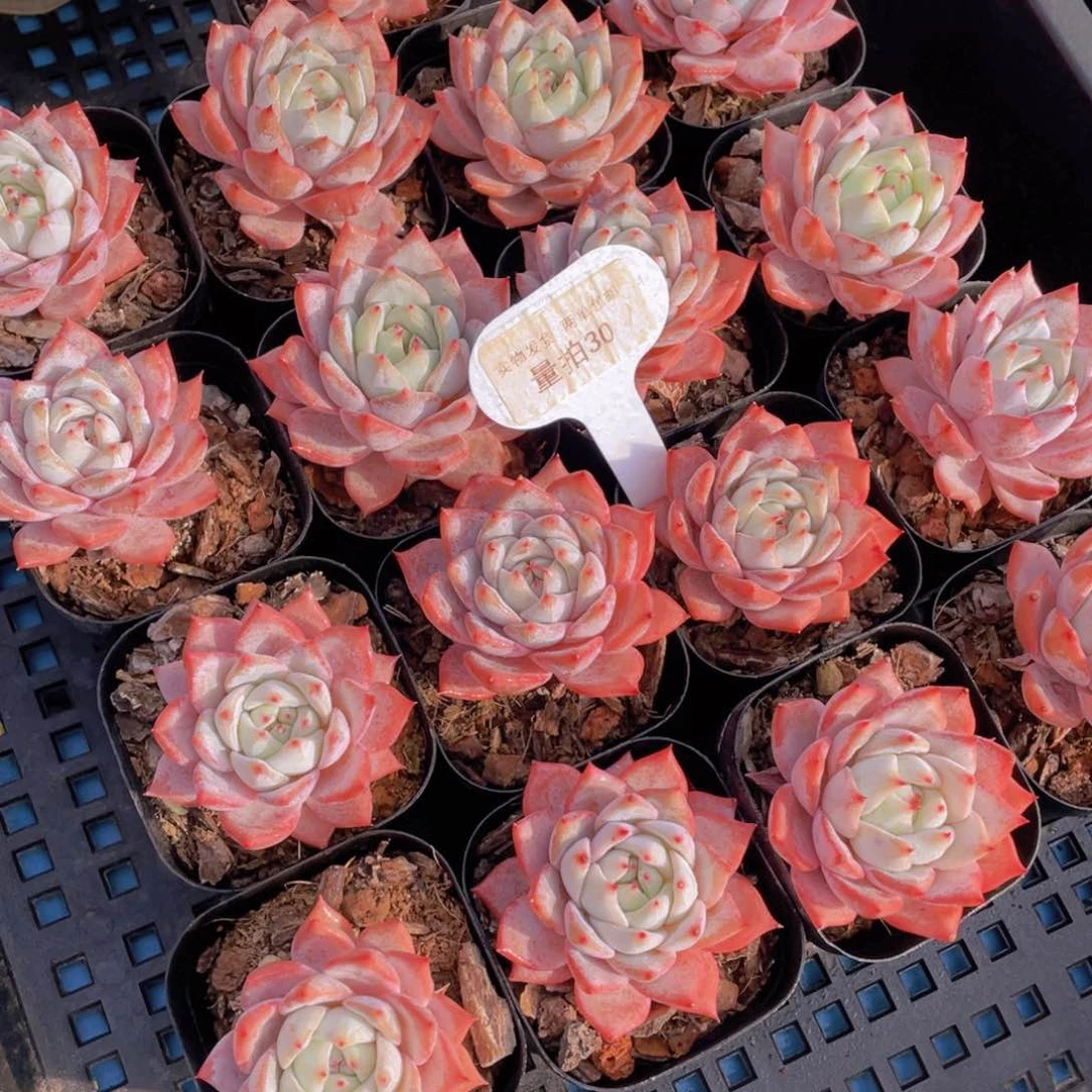 量拍30号全粉叶背韩版粉蓝鸟单头一个