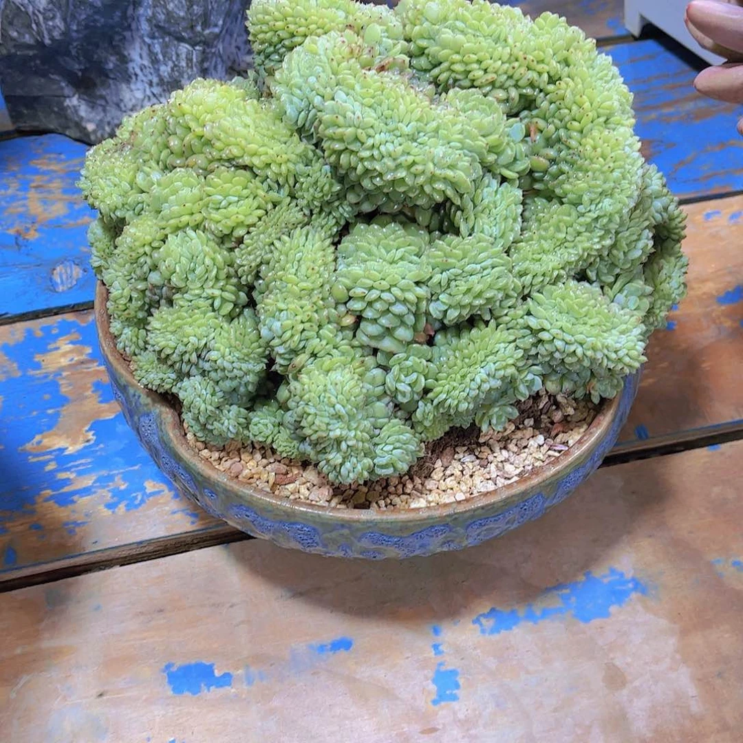 红陶人***行多肉植物保护研究所