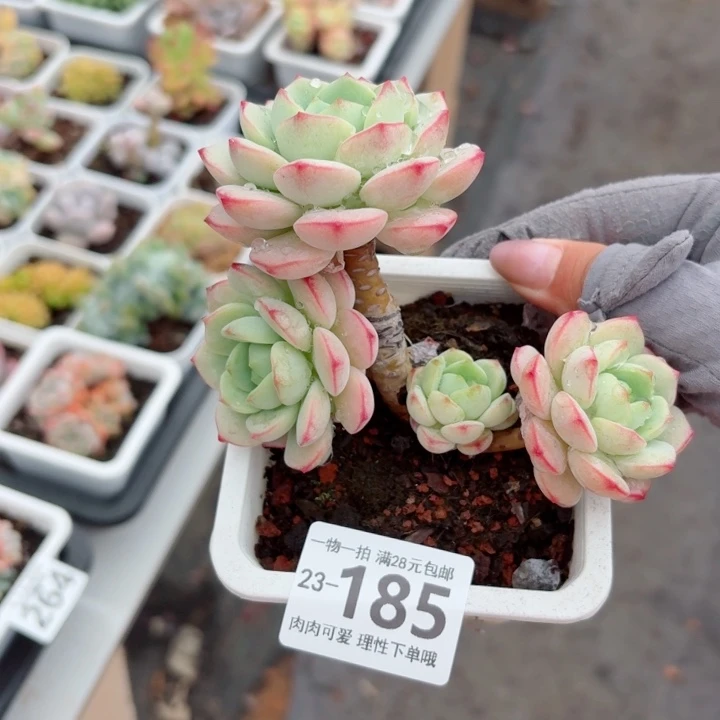 白底香草多肉无盆土发货